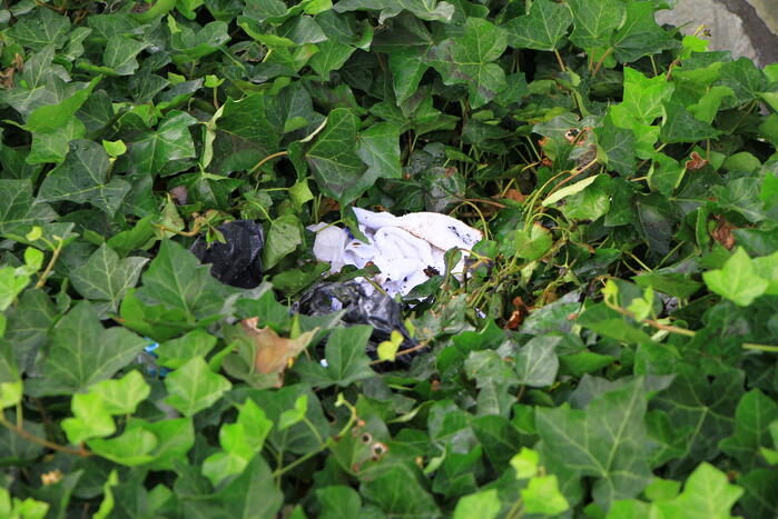 Meerdere kleine branden gesticht in bosschage