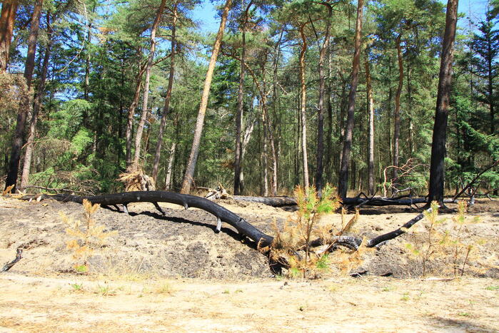 Stuk bosgebied in brand