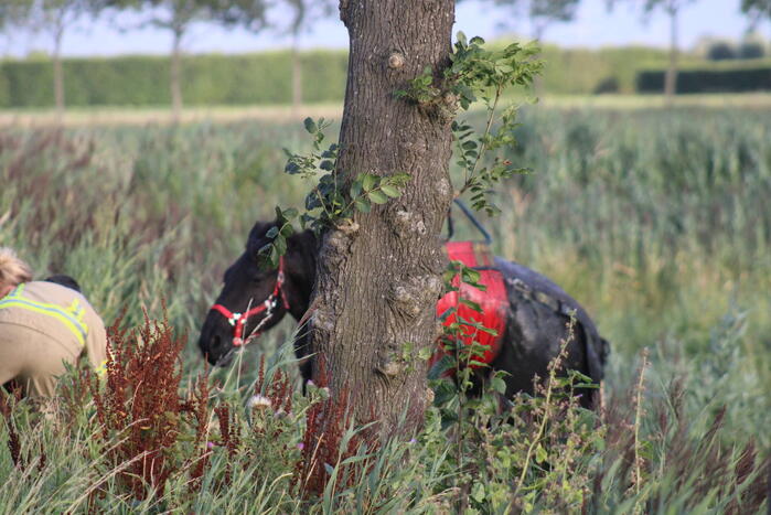 Veel mankrachten ingezet bij paard te water