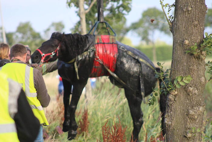 Veel mankrachten ingezet bij paard te water