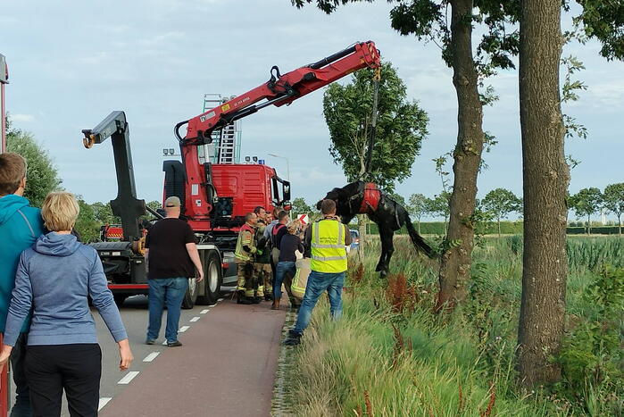 Veel mankrachten ingezet bij paard te water