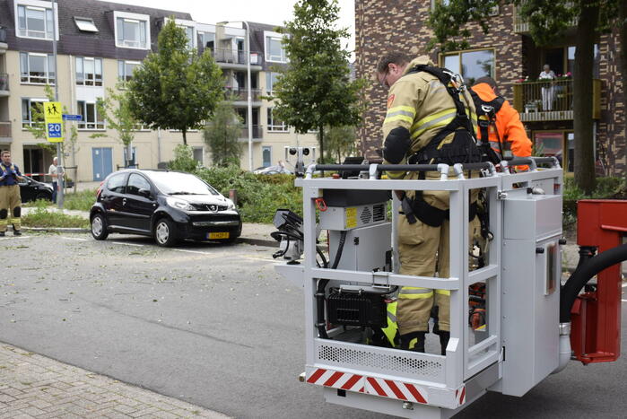 Grote tak breekt van boom af