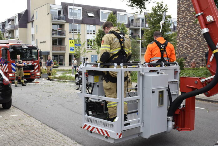 Grote tak breekt van boom af