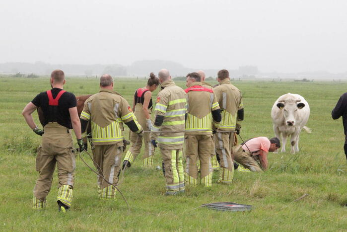 Koe springt twee keer in een sloot