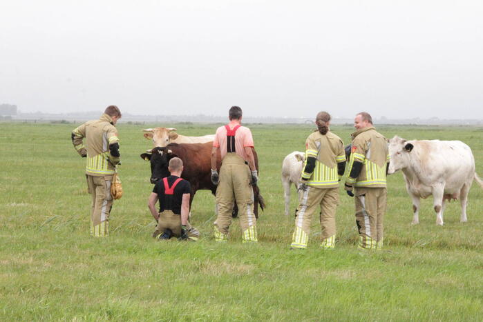 Koe springt twee keer in een sloot