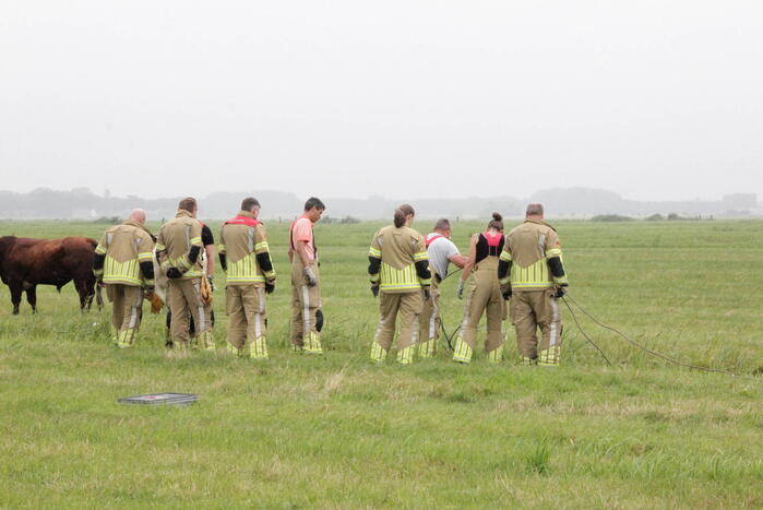 Koe springt twee keer in een sloot