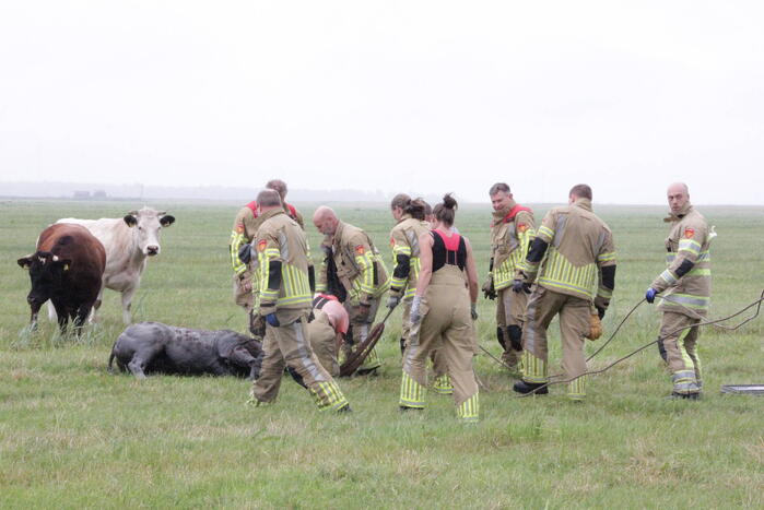 Koe springt twee keer in een sloot