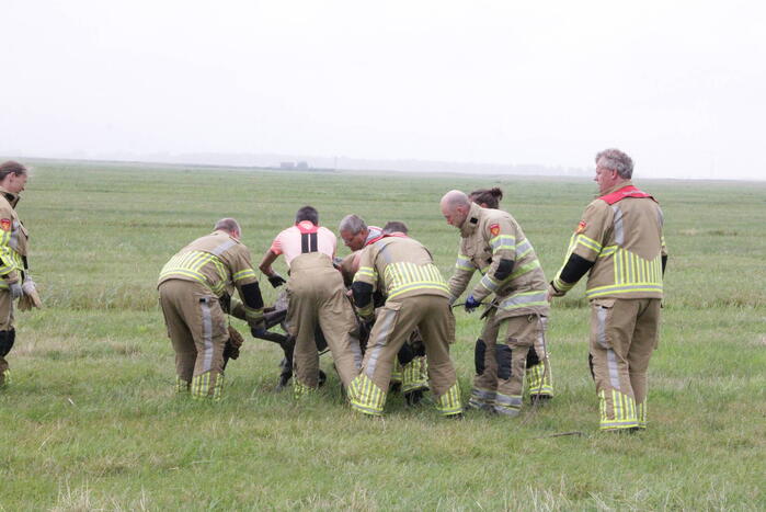 Koe springt twee keer in een sloot