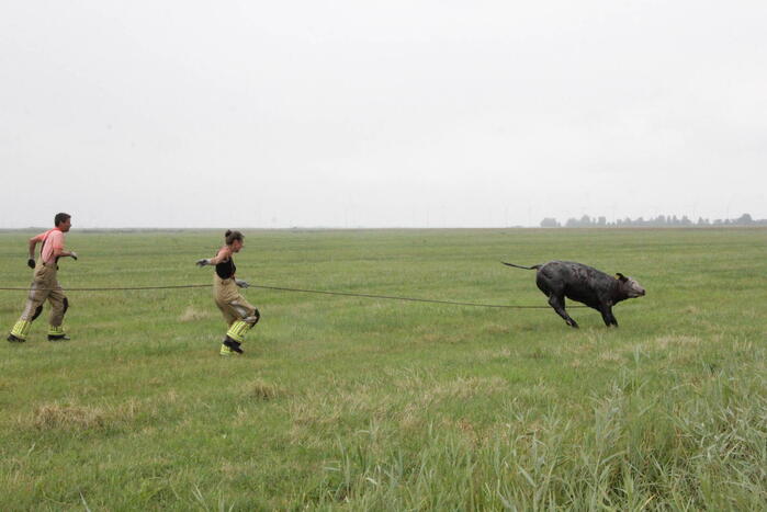 Koe springt twee keer in een sloot
