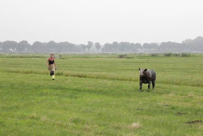 Koe springt twee keer in een sloot