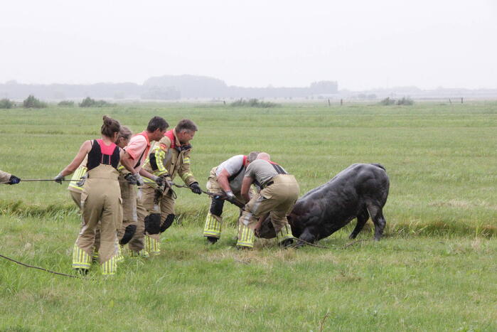 Koe springt twee keer in een sloot