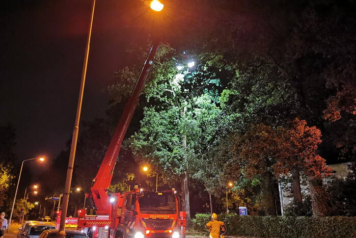 Bliksem slaat in boom man komt met schrik vrij
