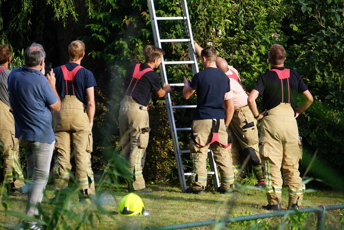 Brandweer redt kat uit boom