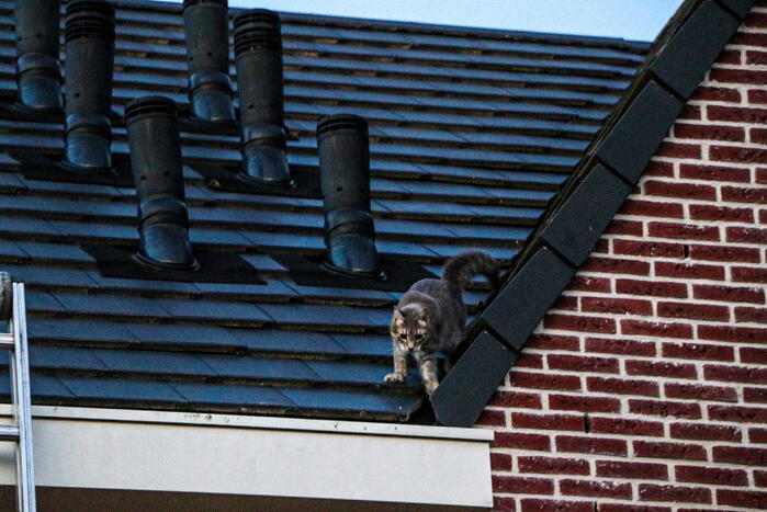 Brandweer ingezet voor kat op dak van woning