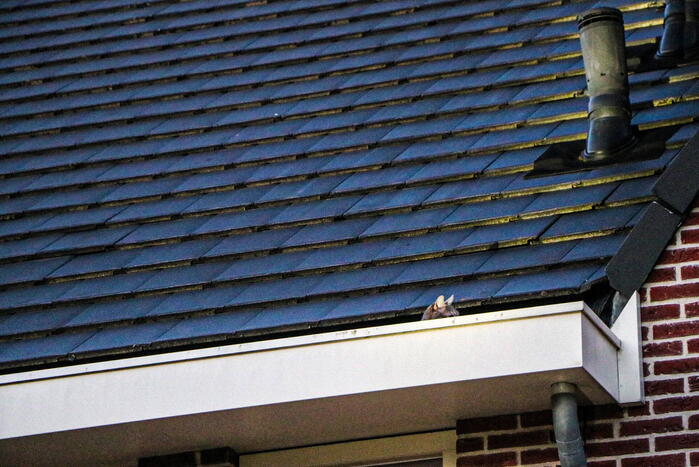 Brandweer ingezet voor kat op dak van woning