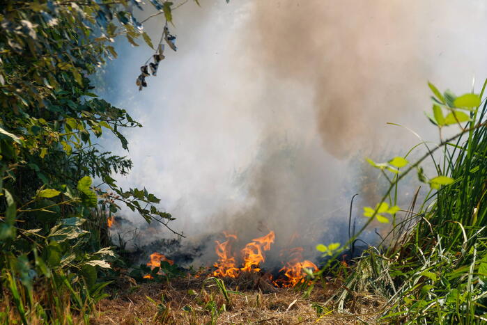 Bosschage Park Groenoord in brand