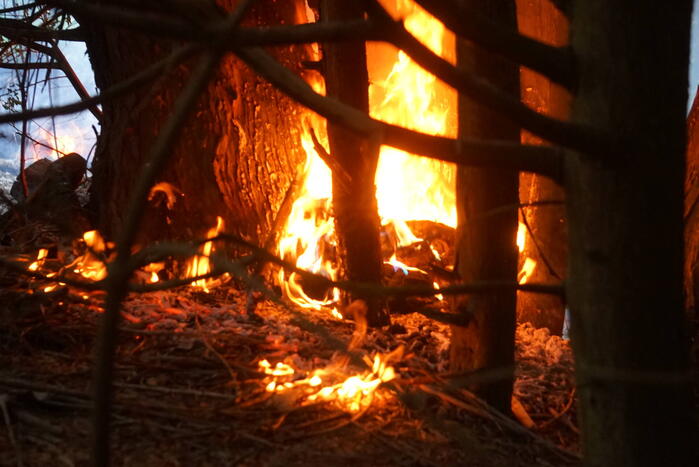 Flinke rookpluimen bij brand in bosgebied