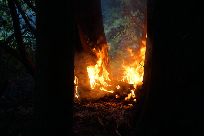 Flinke rookpluimen bij brand in bosgebied