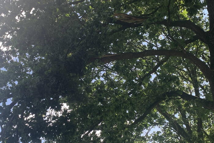 Enorme loshangende tak door brandweer verwijderd