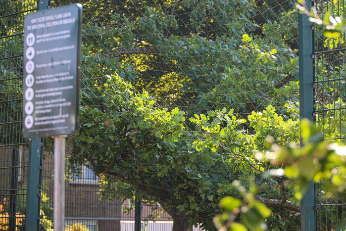 Enorme loshangende tak door brandweer verwijderd