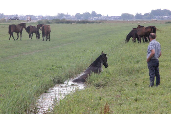 Loslopend paard eindigt in de sloot