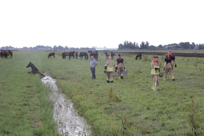 Loslopend paard eindigt in de sloot