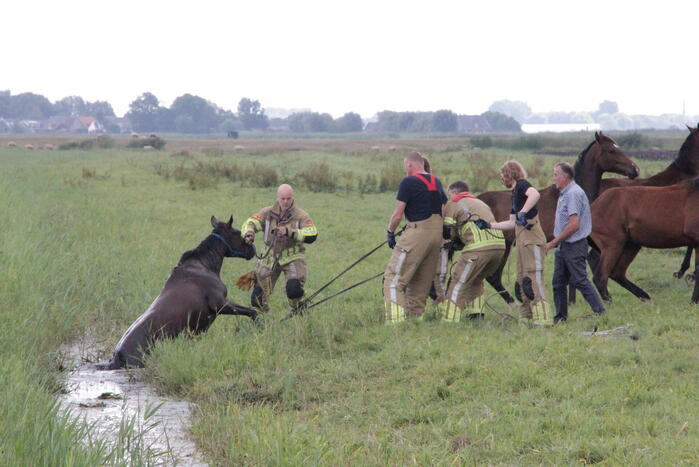 Loslopend paard eindigt in de sloot