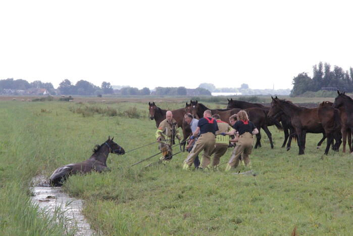 Loslopend paard eindigt in de sloot