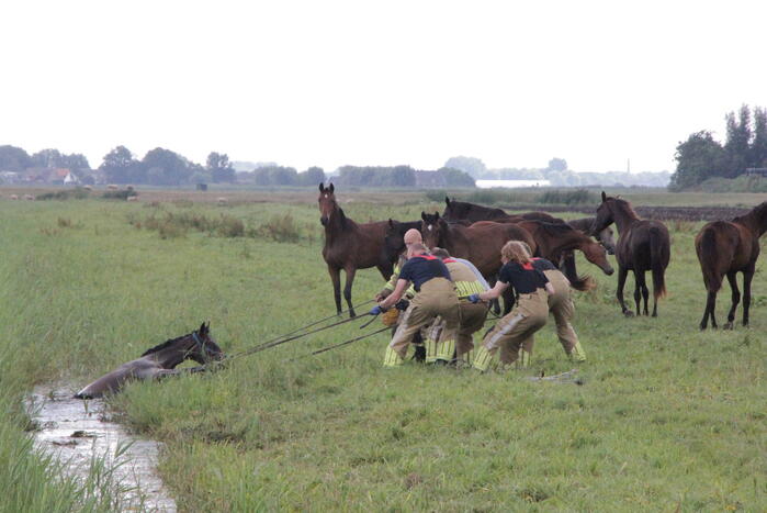 Loslopend paard eindigt in de sloot
