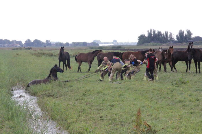 Loslopend paard eindigt in de sloot