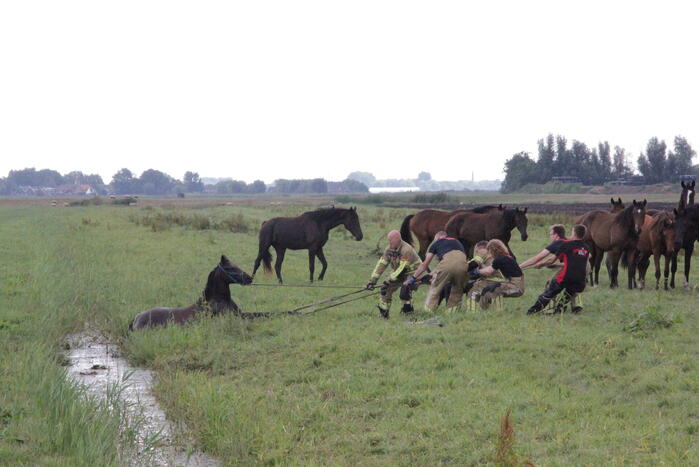Loslopend paard eindigt in de sloot