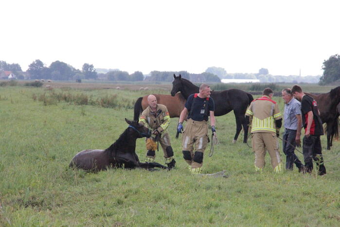 Loslopend paard eindigt in de sloot