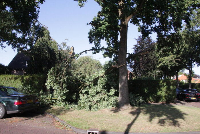 Forse takken uit boom gewaaid