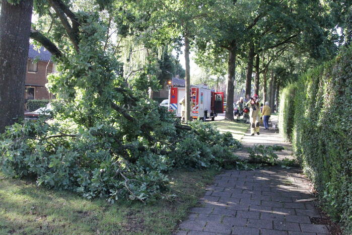 Forse takken uit boom gewaaid