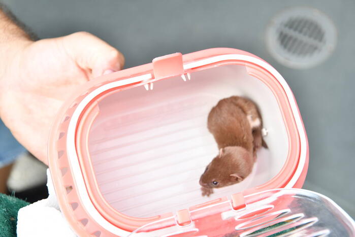 Jonge bunzings opgejaagd door hond