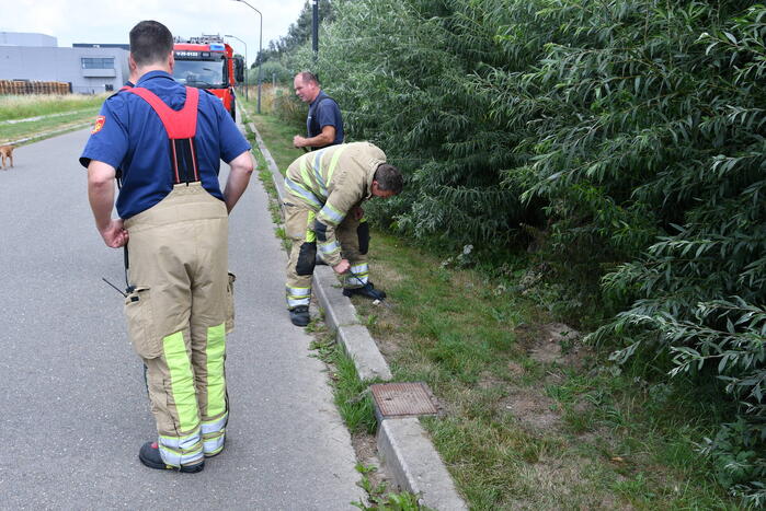 Jonge bunzings opgejaagd door hond