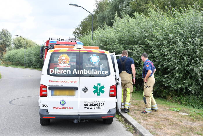 Jonge bunzings opgejaagd door hond