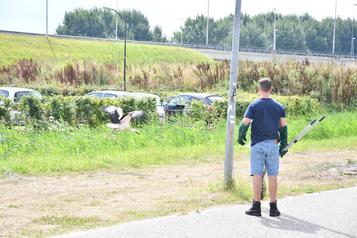 Gewonde ooievaar laat zich niet vangen