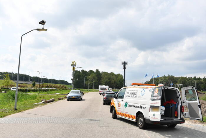 Gewonde ooievaar laat zich niet vangen