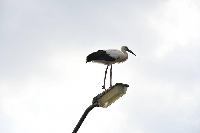 Gewonde ooievaar laat zich niet vangen