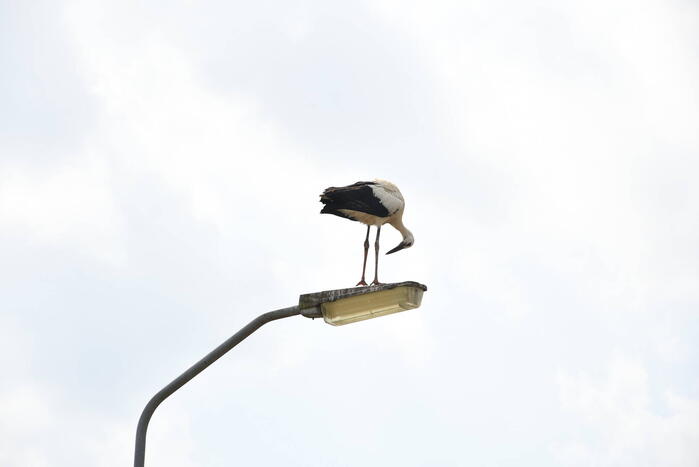 Gewonde ooievaar laat zich niet vangen