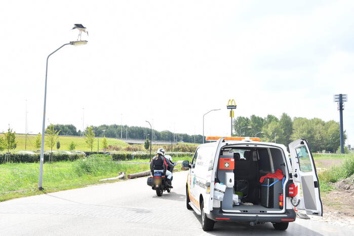 Gewonde ooievaar laat zich niet vangen