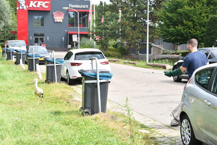 Gewonde ooievaar laat zich niet vangen
