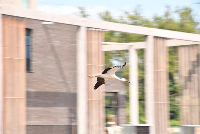 Gewonde ooievaar laat zich niet vangen