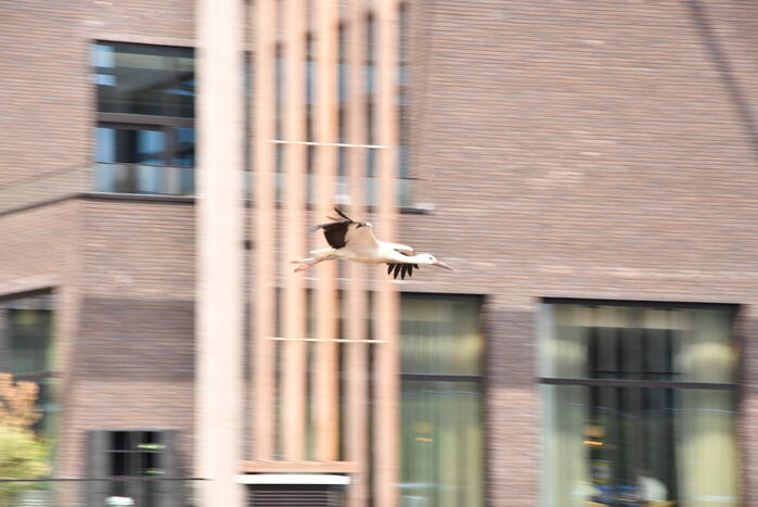 Gewonde ooievaar laat zich niet vangen