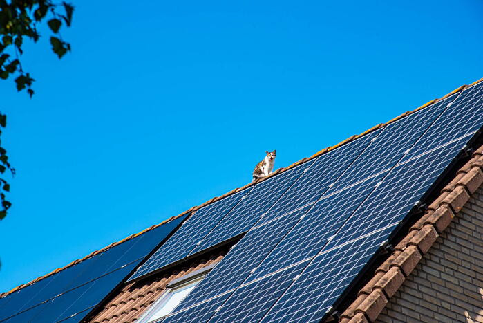 Kat springt van dak bij reddingsactie