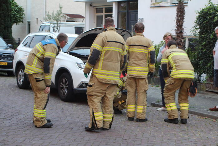 Kat vast in motorcompartiment van auto
