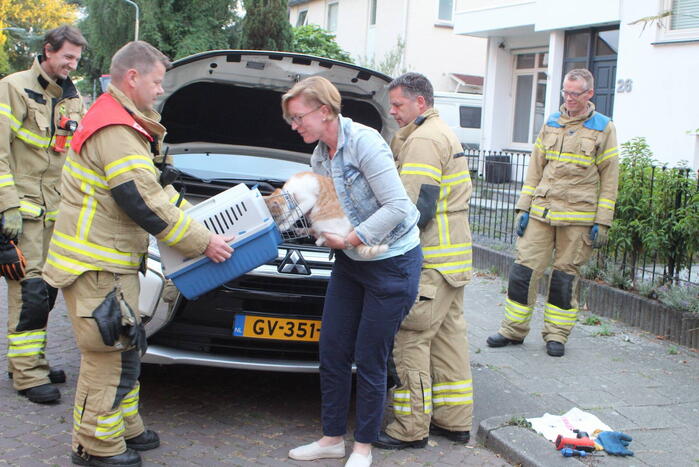 Kat vast in motorcompartiment van auto