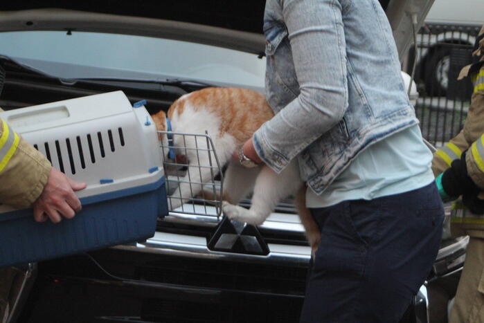 Kat vast in motorcompartiment van auto