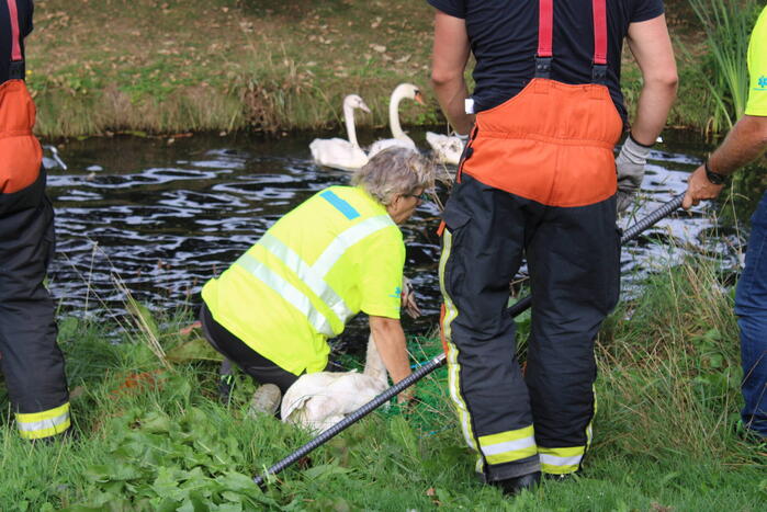 Gewonde zwaan laat zich lastig vangen